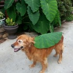 NOT TO BE CONFUSED WITH "Elephant Ear Leaves"